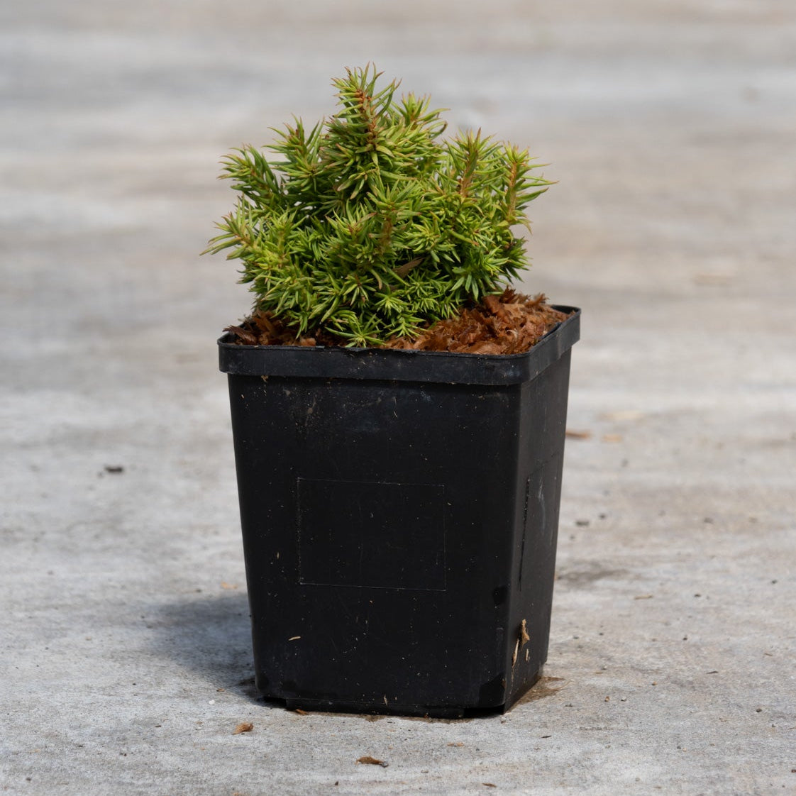 Tenzan Dwarf Japanese Cedar in a black nursery quart container, showing its dense, compact mounding foliage on concrete.