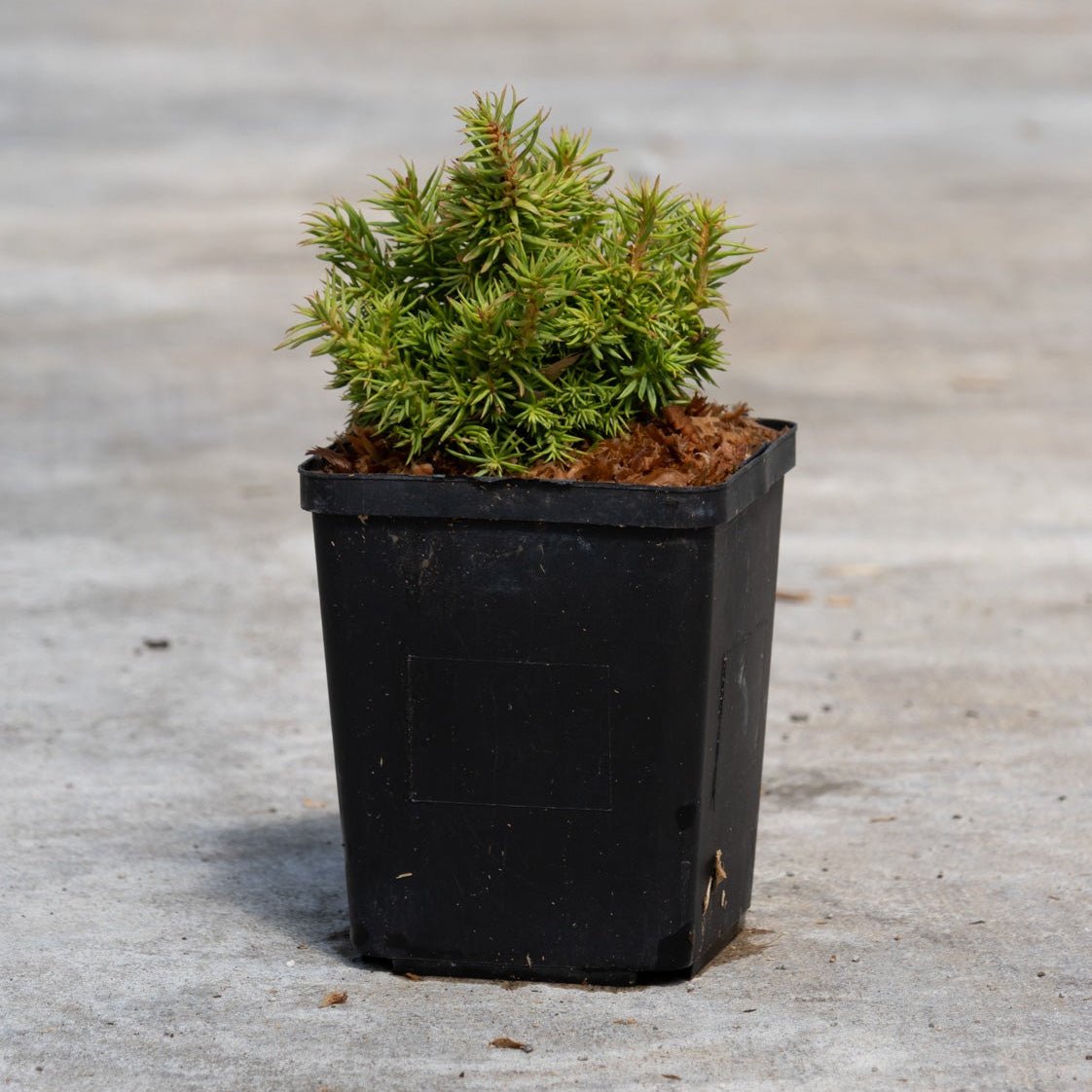 Tenzan Dwarf Japanese Cedar in a black nursery quart container, showing its dense, compact mounding foliage on concrete.