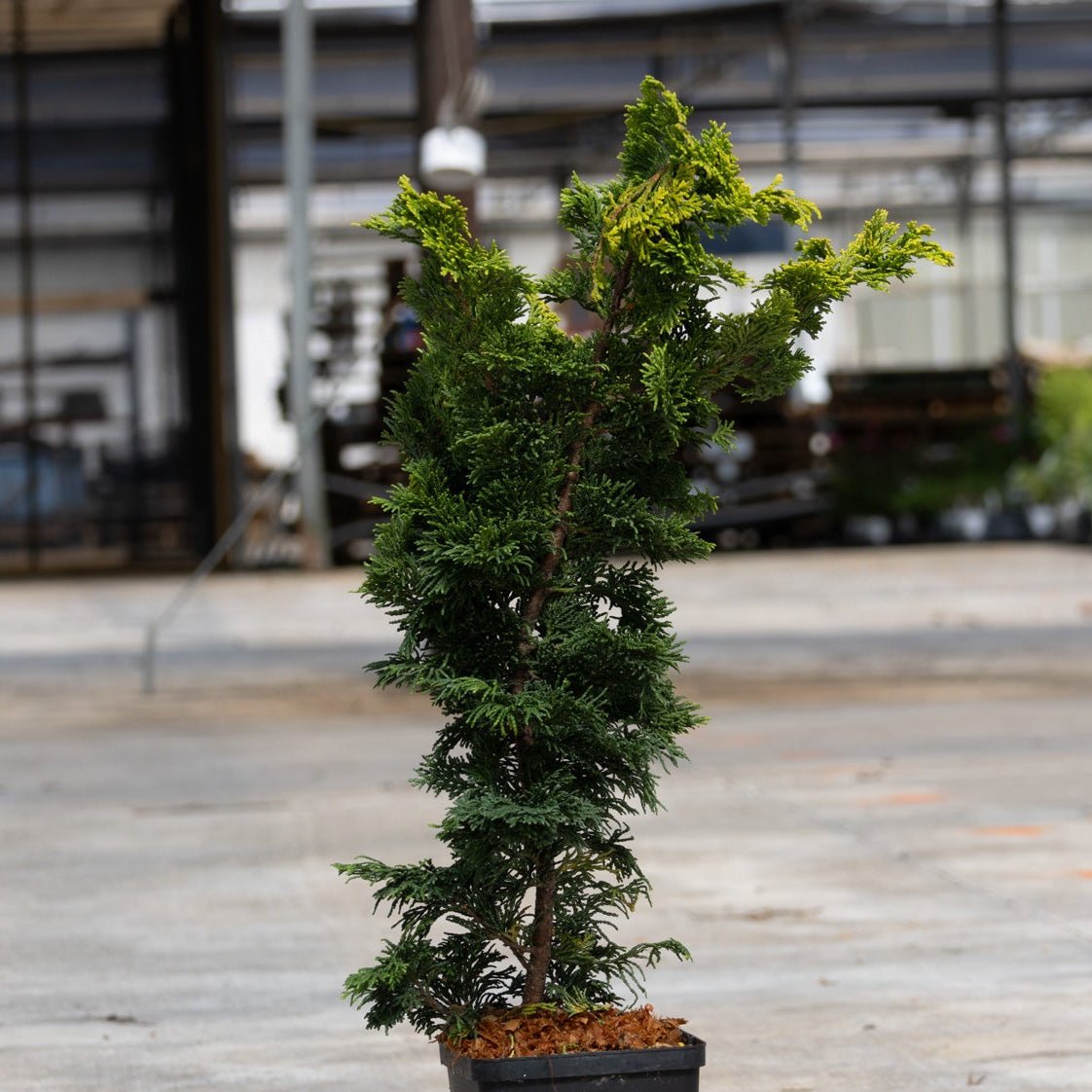Gold Drop Hinoki False Cypress shrub in a nursery container showing layered green and golden-tipped foliage.