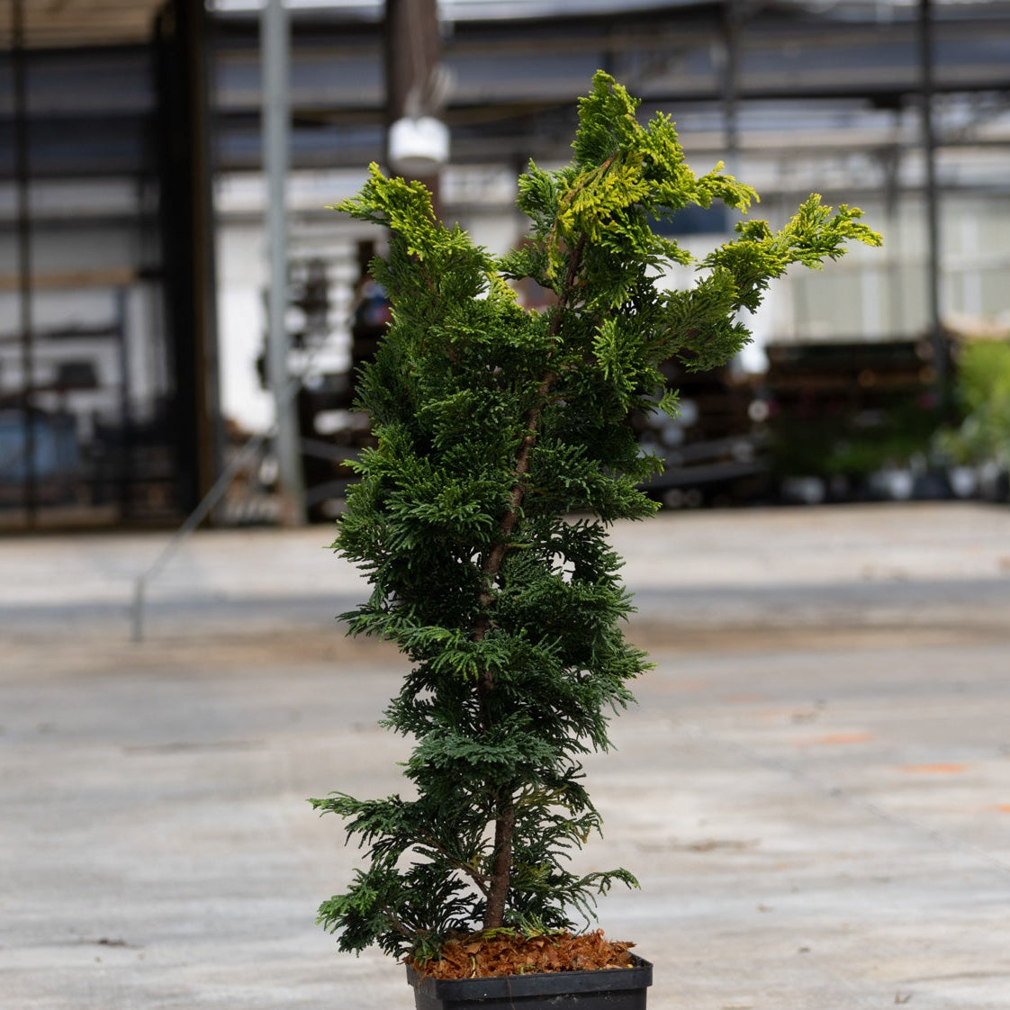 Gold Drop Hinoki False Cypress shrub in a nursery container showing layered green and golden-tipped foliage.