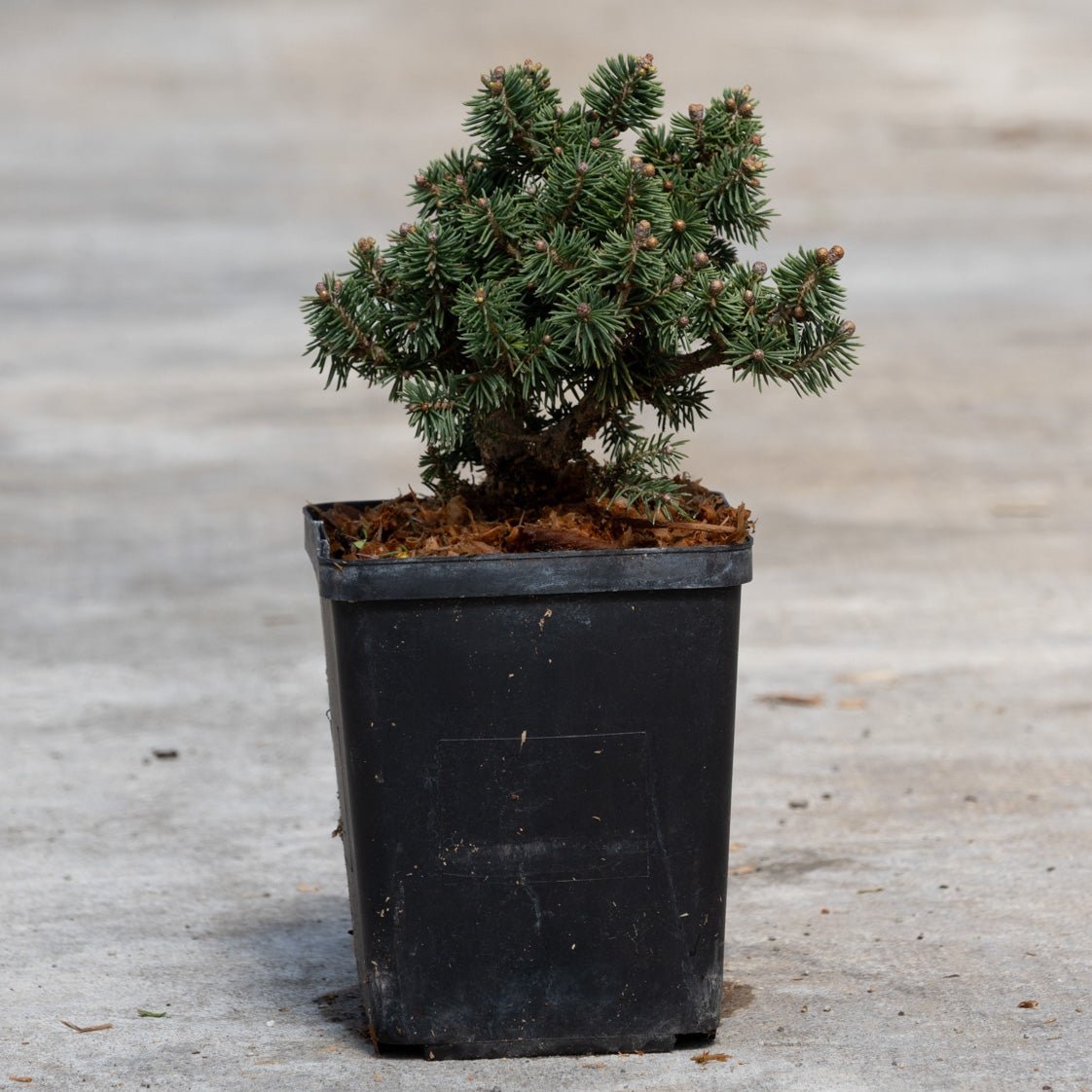 Bluhm's Dwarf Brewer Spruce in a black nursery pot showing dense blue-green needled branches and compact mounding habit.
