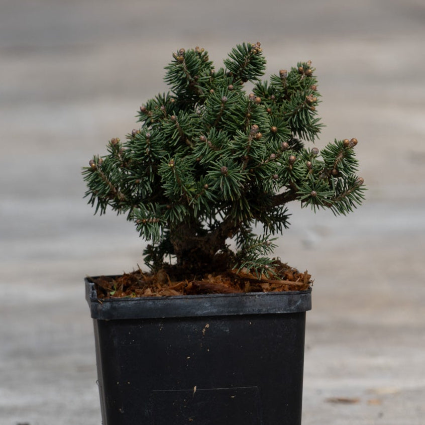 Bluhm's Dwarf Brewer Spruce in a black nursery container, showing dense blue-green needle clusters and compact mounding habit.