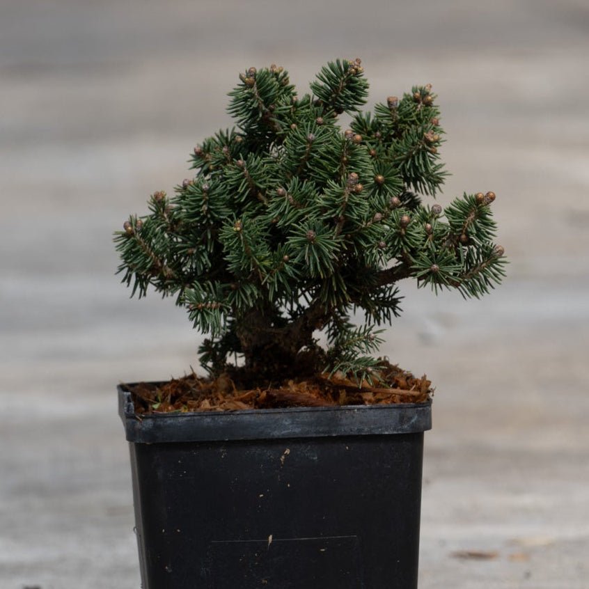 Bluhm's Dwarf Brewer Spruce in a black nursery container, showing dense blue-green needle clusters and compact mounding habit.