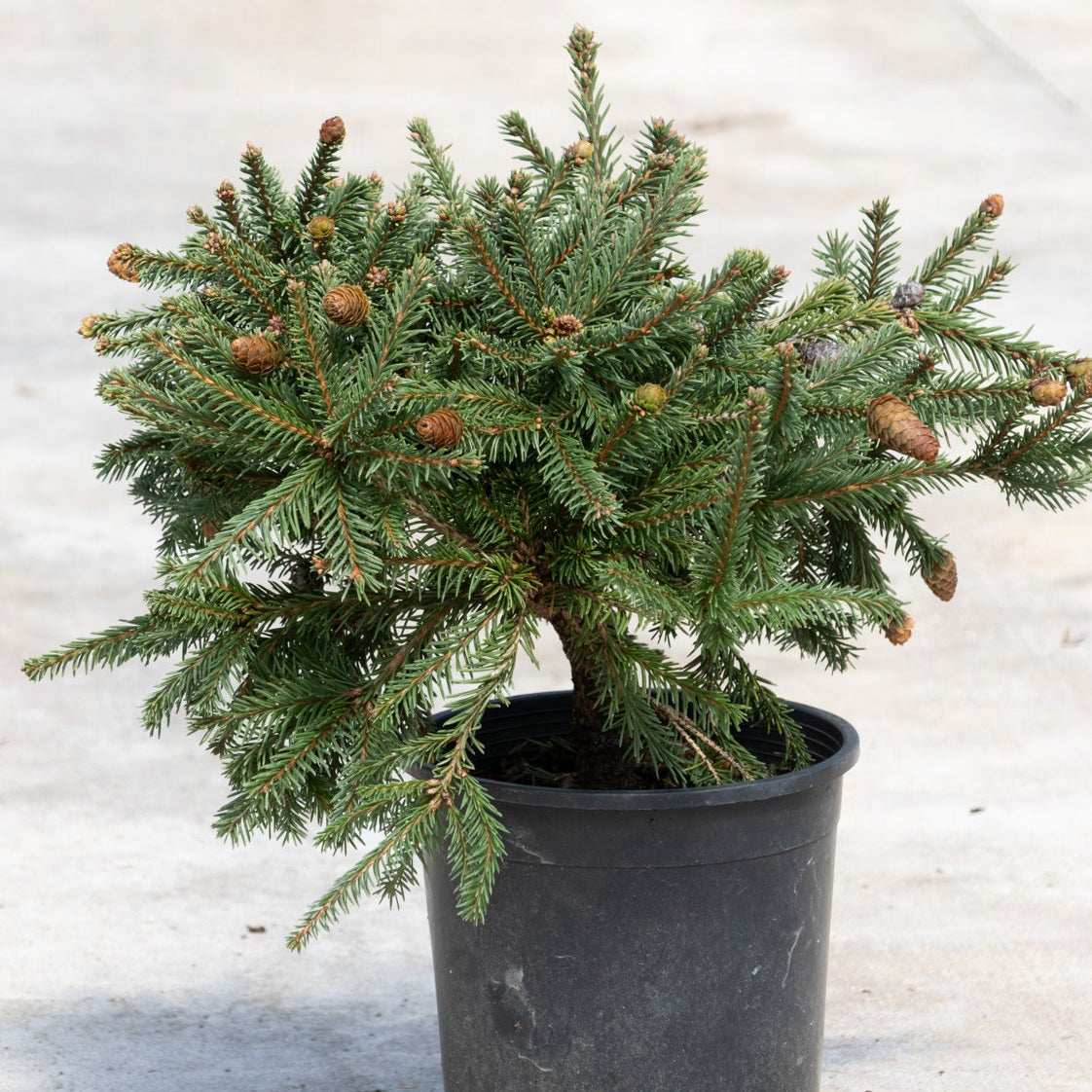 Pusch Dwarf Norway Spruce in a black nursery container showing dense blue-green foliage and small brown cones.
