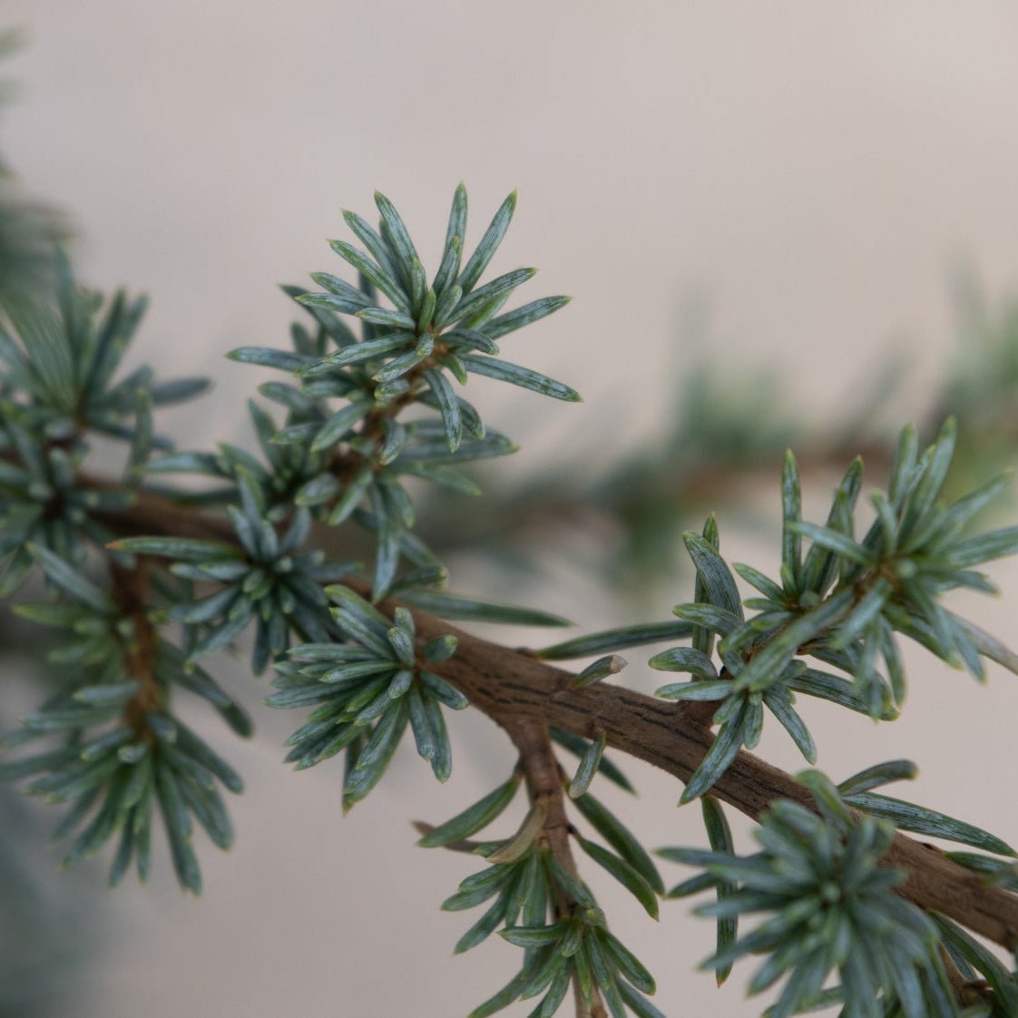 Close-up of Horstmann Blue Atlas Cedar foliage showing blue-green needle clusters along a slender brown branch.