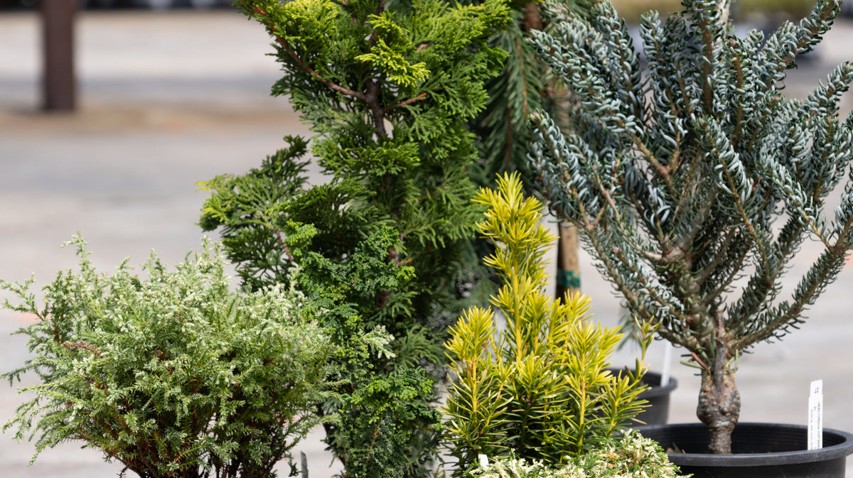 A collection of potted dwarf conifers including juniper, spruce, and yew varieties displayed together at a nursery.