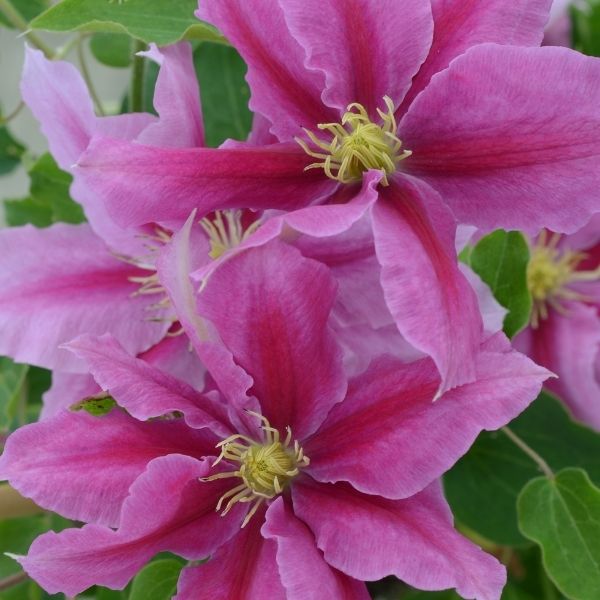 Boulevard® Vicki™ Clematis