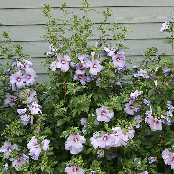 Azurri Blue Satin? Rose of Sharon Shrub