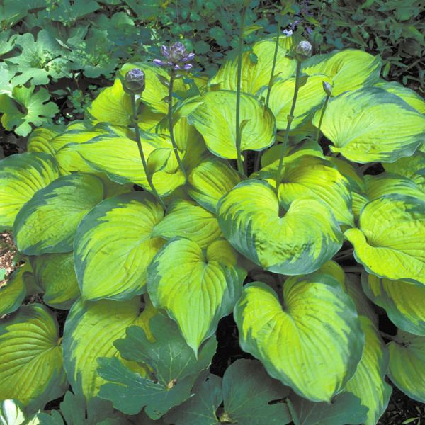 Old Glory Hosta
