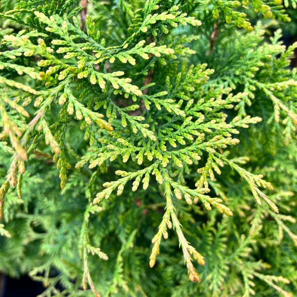 Junior Giant Arborvitae
