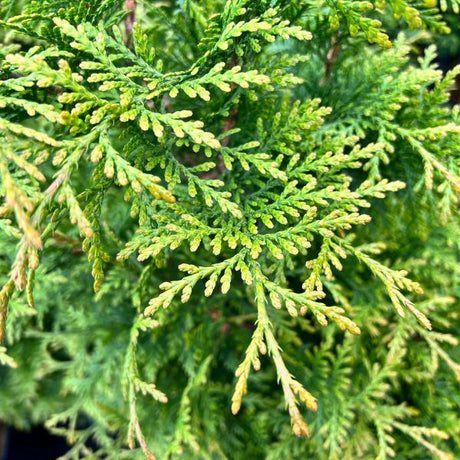 Junior Giant Arborvitae