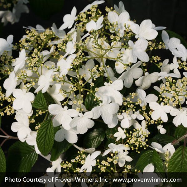 Wabi-Sabi® Viburnum
