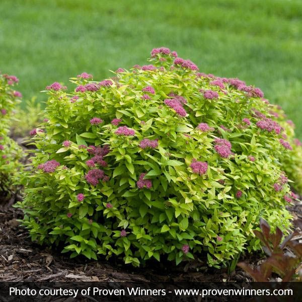 Double Play® Gold Spirea