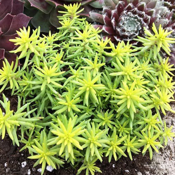 Sedum SUNSPARKLER® Angelina's Teacup