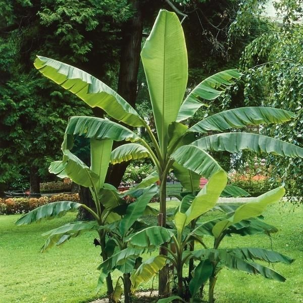 Northern Wonder Banana™