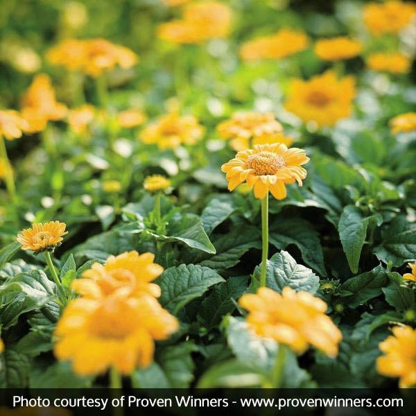 Tuscan Sun Sunflower