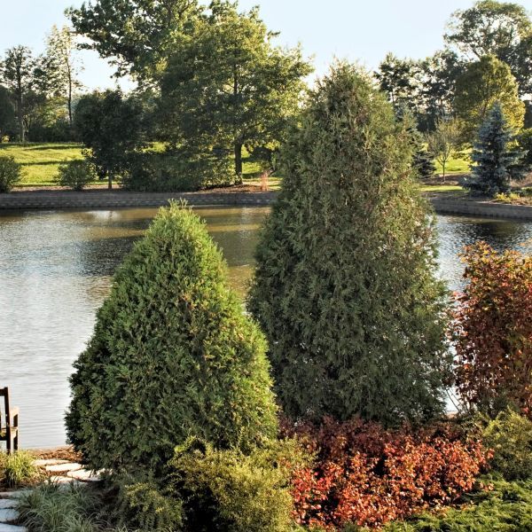 First Editions® Technito® Arborvitae