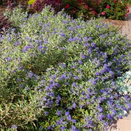 First Editions® Sapphire Surf™ Bluebeard