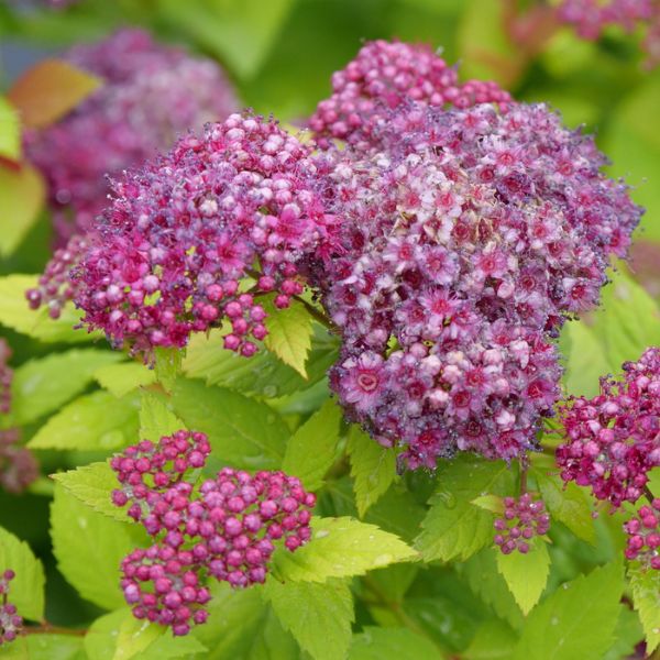 Proven Winners® Double Play Dolly® Spirea