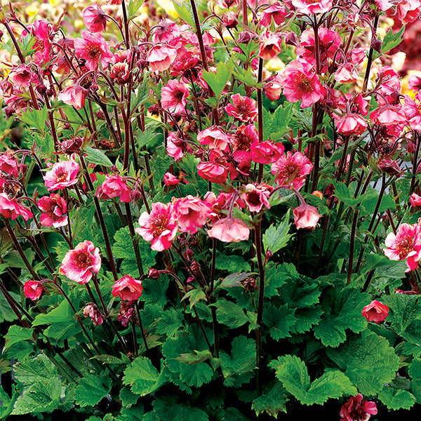 TEMPO™ Rose Geum