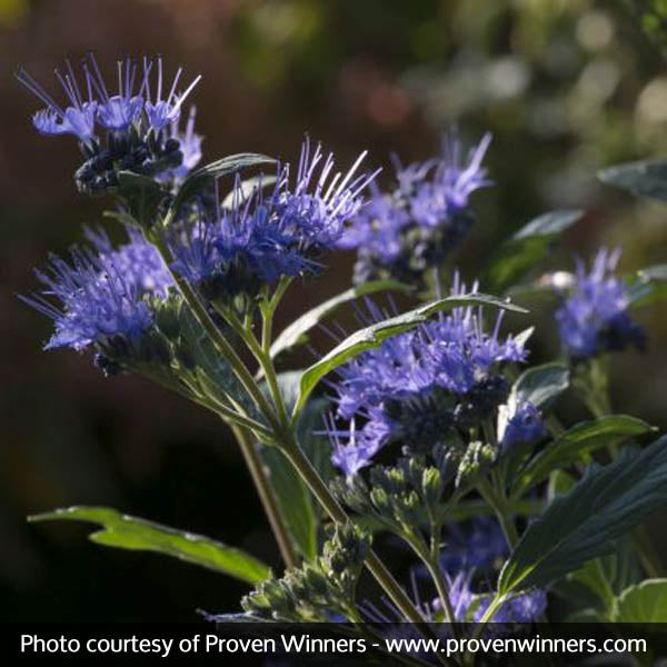 Proven Winners? Beyond Midnight? Bluebeard