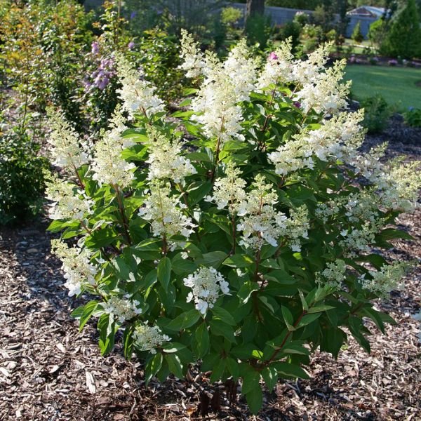 Pinky Winky Prime® Panicle Hydrangea
