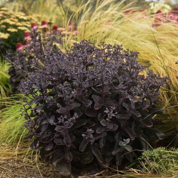 Rock 'N Grow® Back in Black Sedum