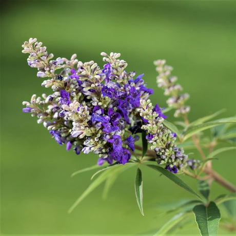 First Editions® Blue Puffball™ Chastetree