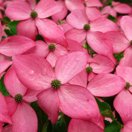 Scarlet Fire® Rutgers Japanese Dogwood