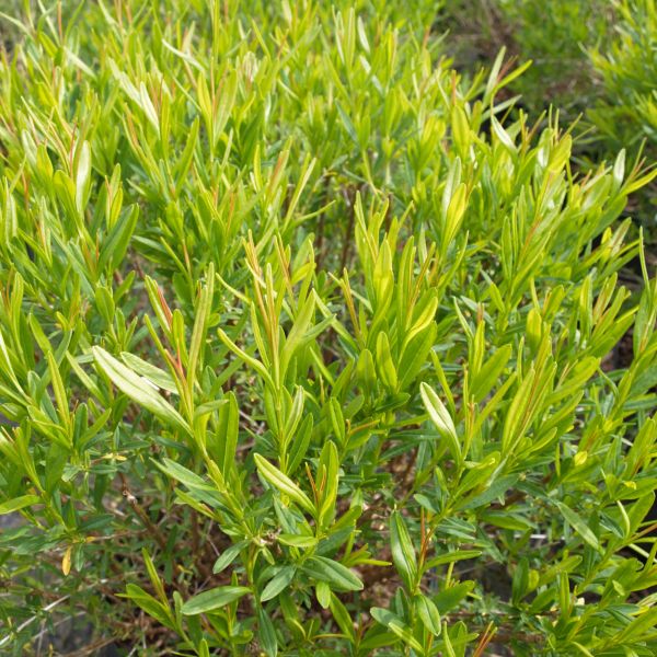 Sunny Boulevard? St. John's Wort