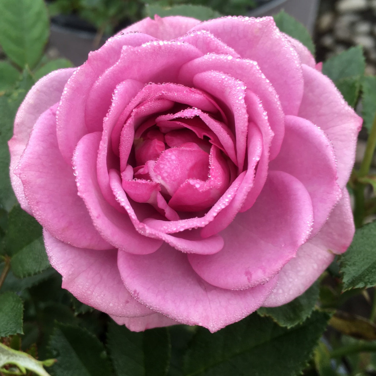 Veranda® Lavender Floribunda Rose 