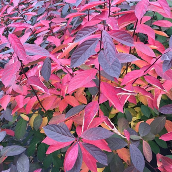 Proven Winner® Color Choice® Scentlandia® Sweetspire