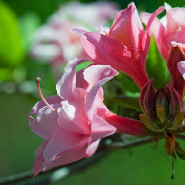 Electric Lights™ Double Pink Azalea