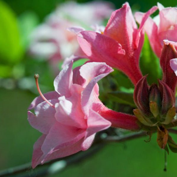 Electric Lights™ Double Pink Azalea