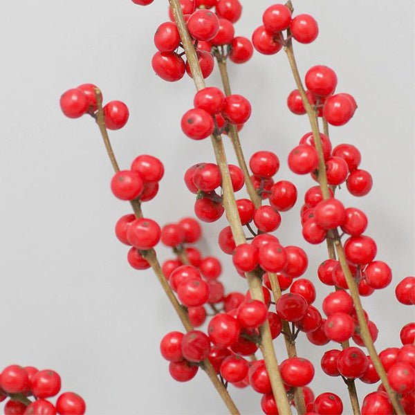 Magical® Winter Jewel Winterberry Holly