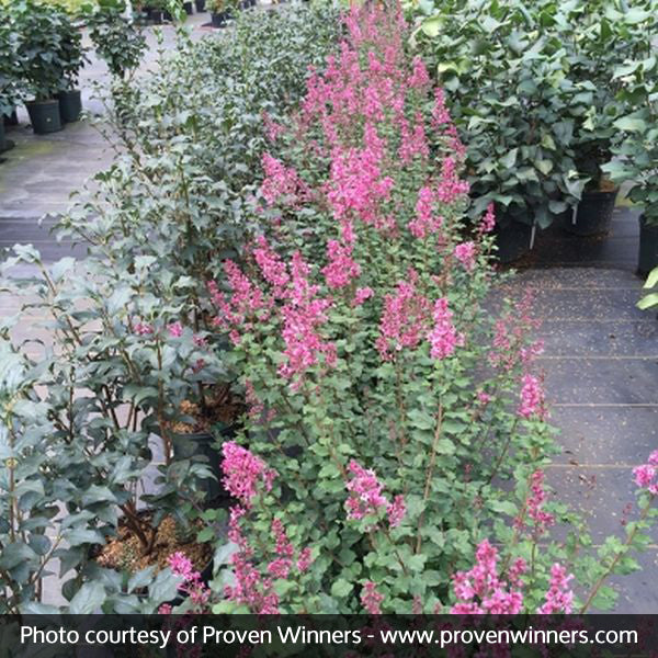 Bloomerang® Dwarf Pink Reblooming Lilac