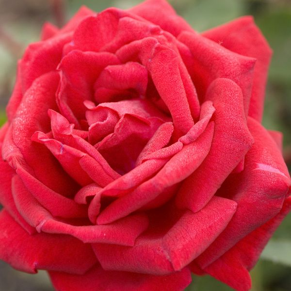 Easy Elegance® Como Park Rose