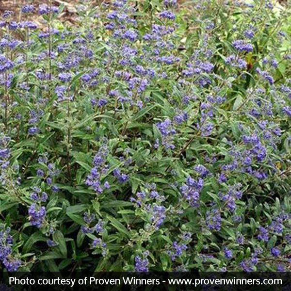 Petit Bleu™ Bluebeard