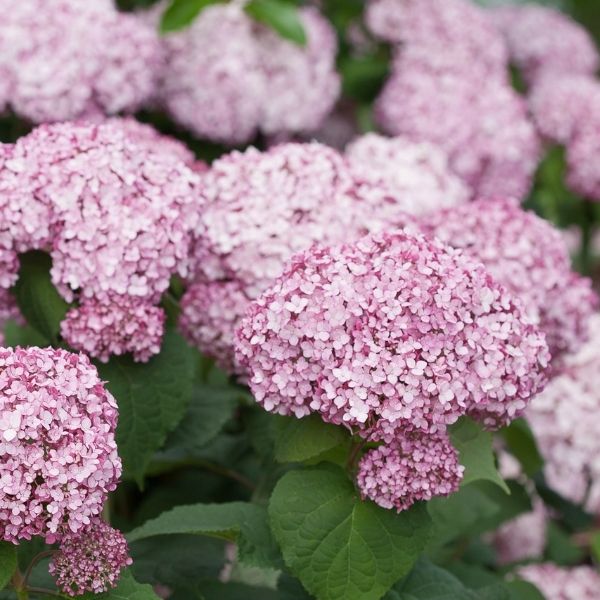 Incrediball® Blush Hydrangea