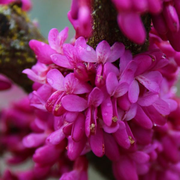 Northern Herald® Redbud