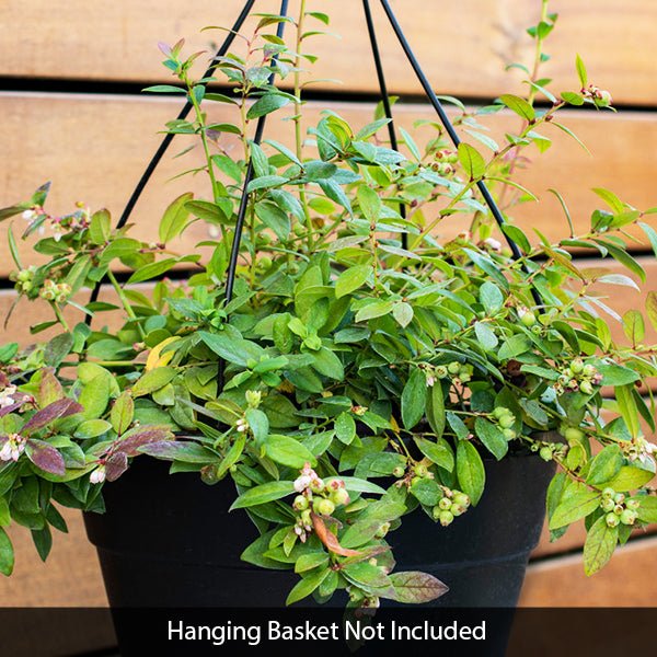 Bushel & Berry® Sapphire Cascade® Blueberry