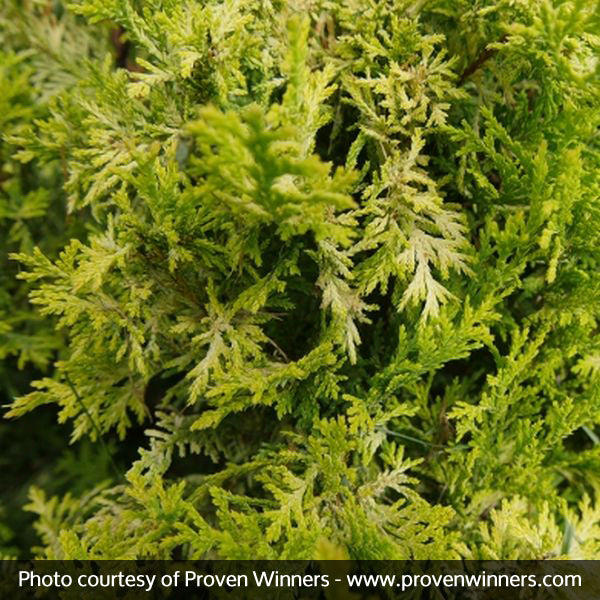 False Cypress Soft Serve® Gold