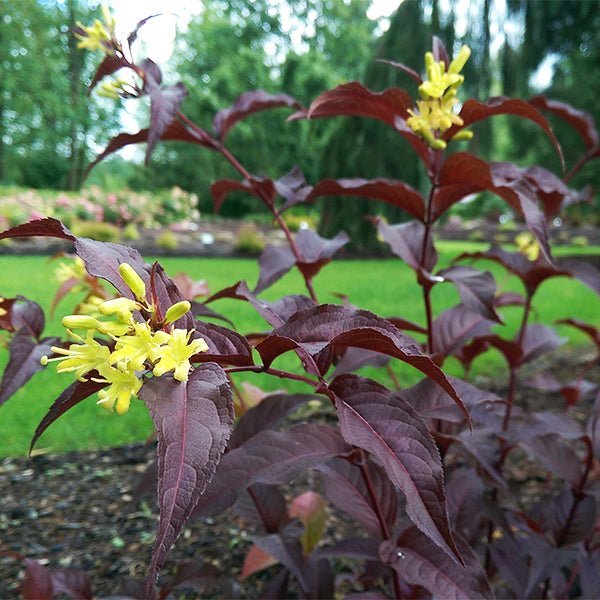 Firefly™ Nightglow™ Bush Honeysuckle