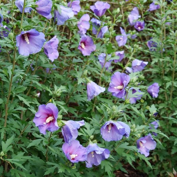 Paraplu Violet® Rose of Sharon