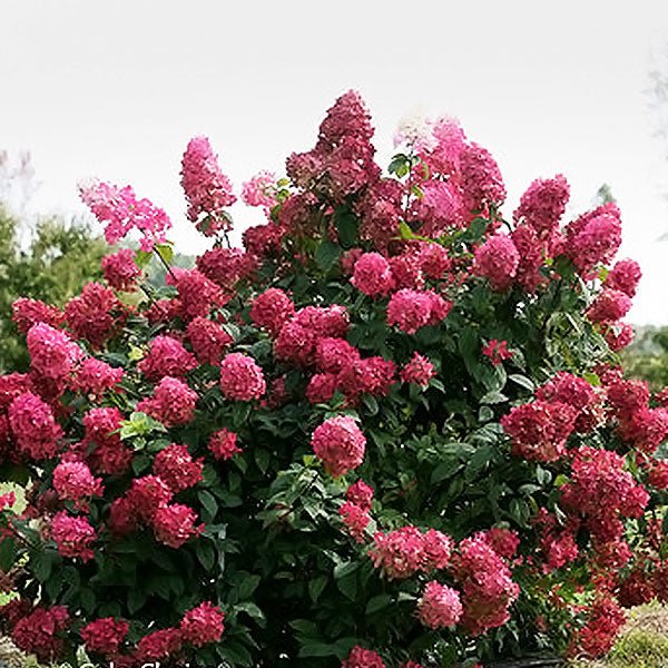 Fire Light® Panicle Hydrangea