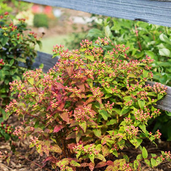 First Editions® Red Star Hypericum