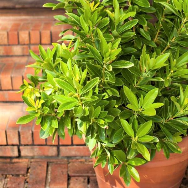 Bananappeal® Anise Tree