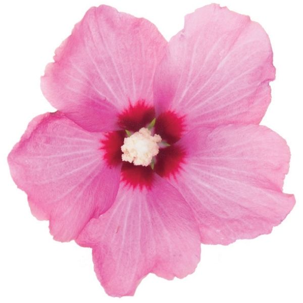 Proven Winners® ColorChoice® Lil' Kim® Red Rose of Sharon