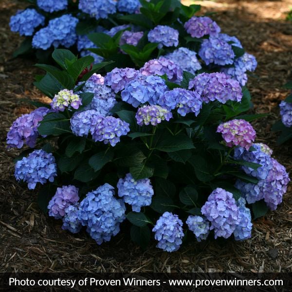 Let's Dance® Blue Jangles® Reblooming Hydrangea