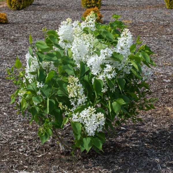 Bloomables® New Age™ White Lilac